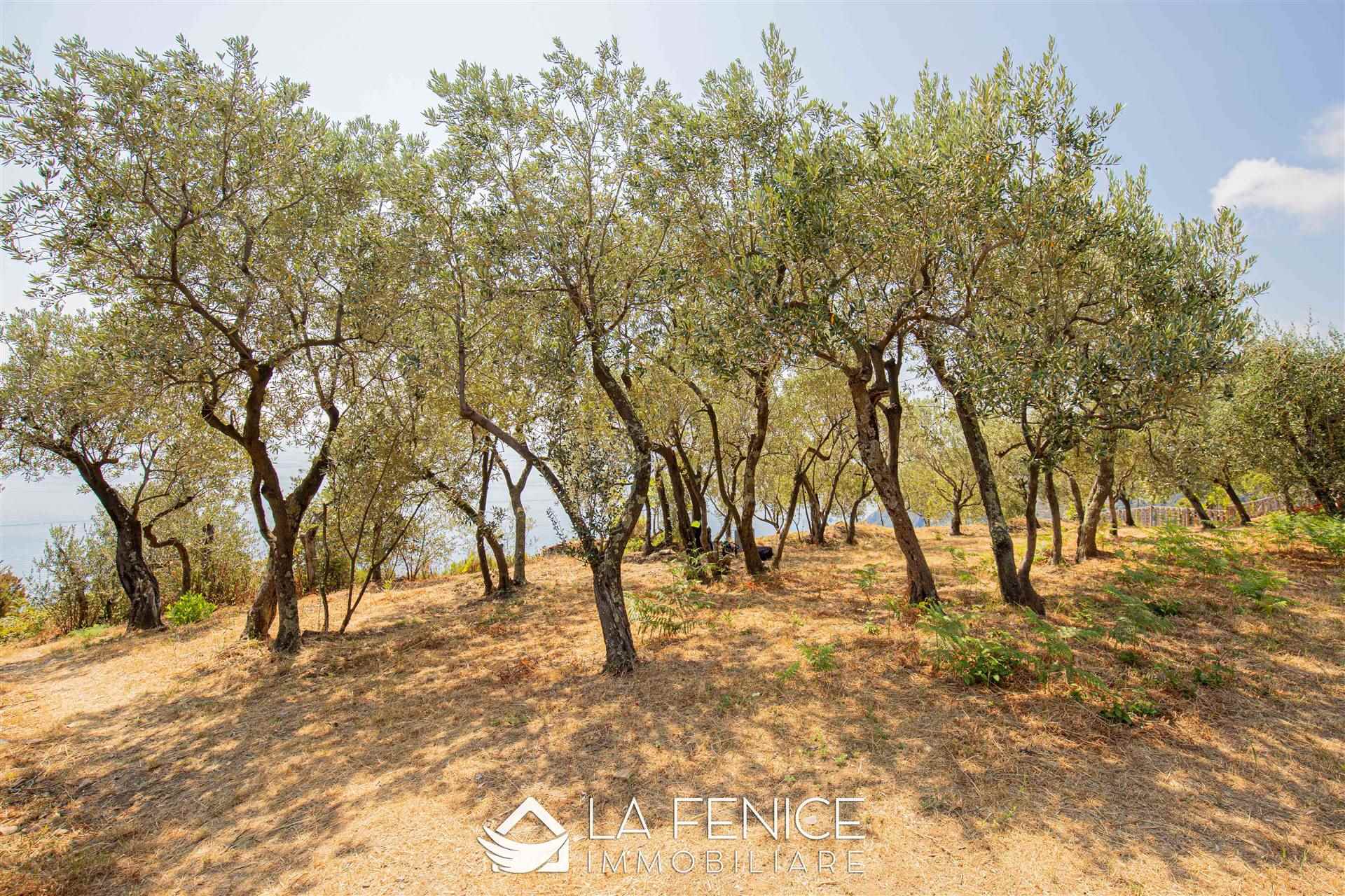 Rustico casale a Riomaggiore con 1 locali di 15 m2 - Foto