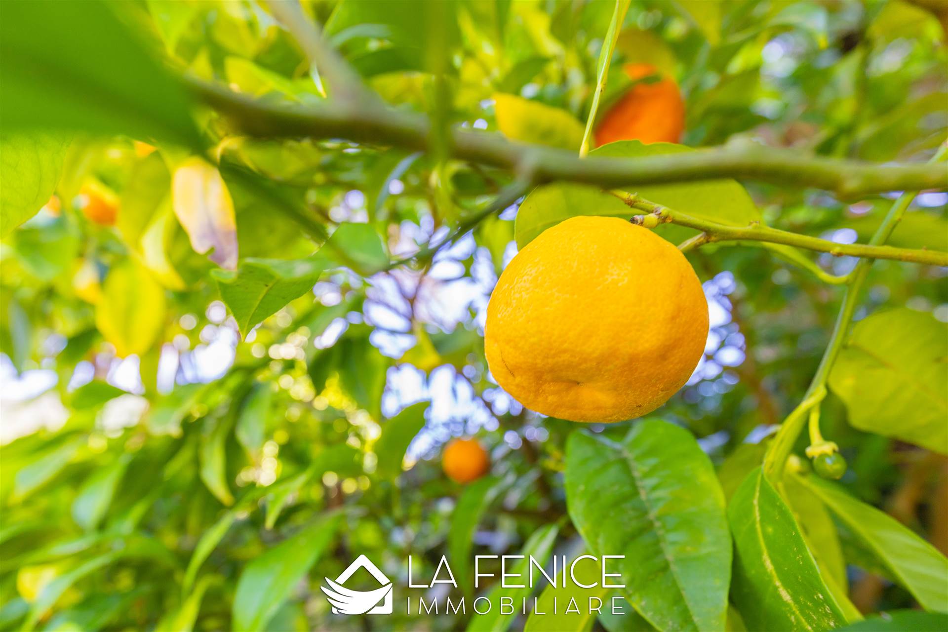 Villa a Camaiore con 20 locali di 790 m2 - Foto