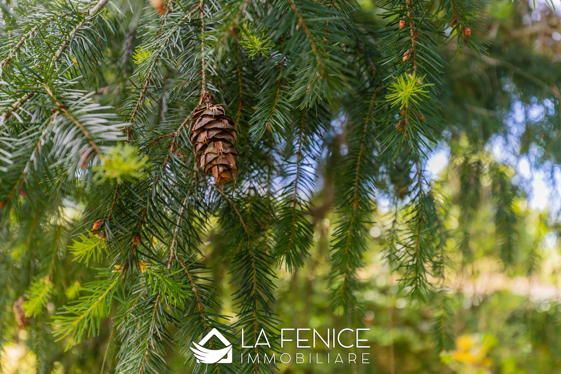 Villa a Camaiore con 20 locali di 790 m2 - Foto