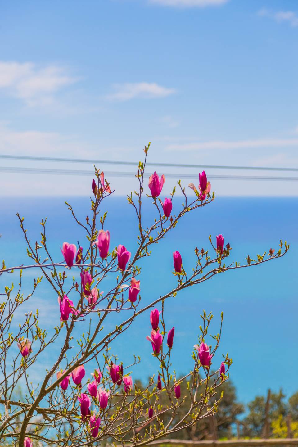 Villa a Riomaggiore con 12 locali di 200 m2 - Foto
