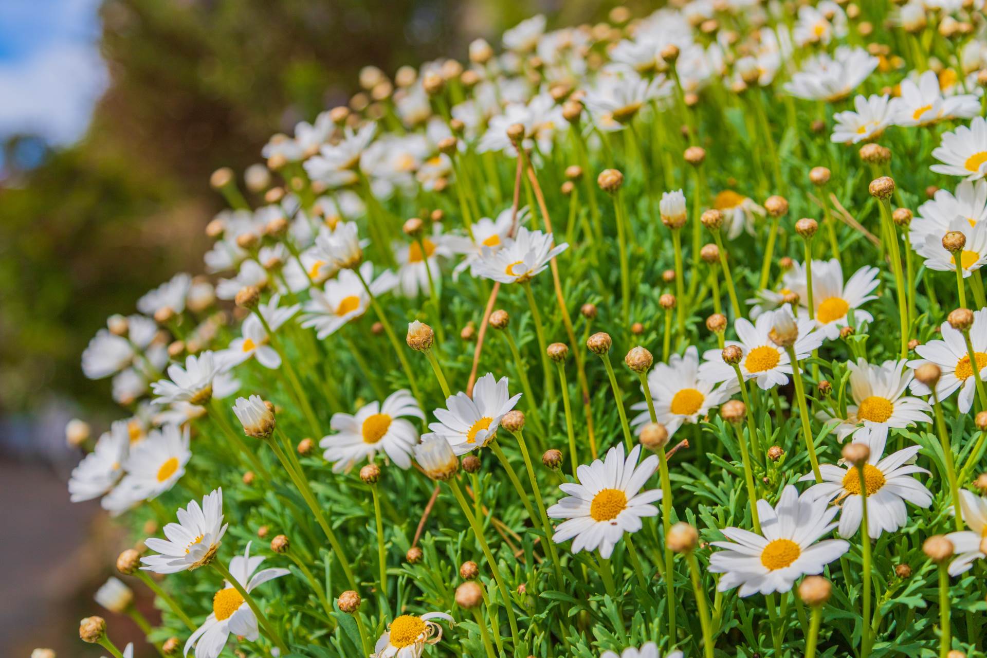 Villa a Riomaggiore con 12 locali di 200 m2 - Foto