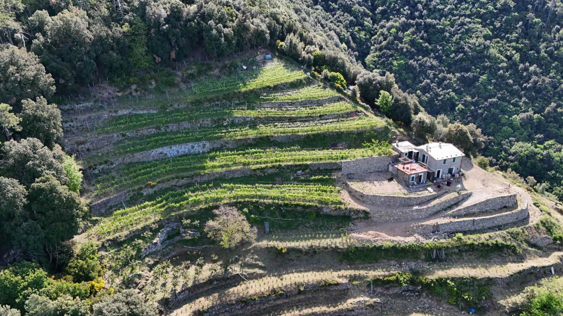 Rustico casale a Monterosso al mare con 8 locali di 22311 m2 - Foto