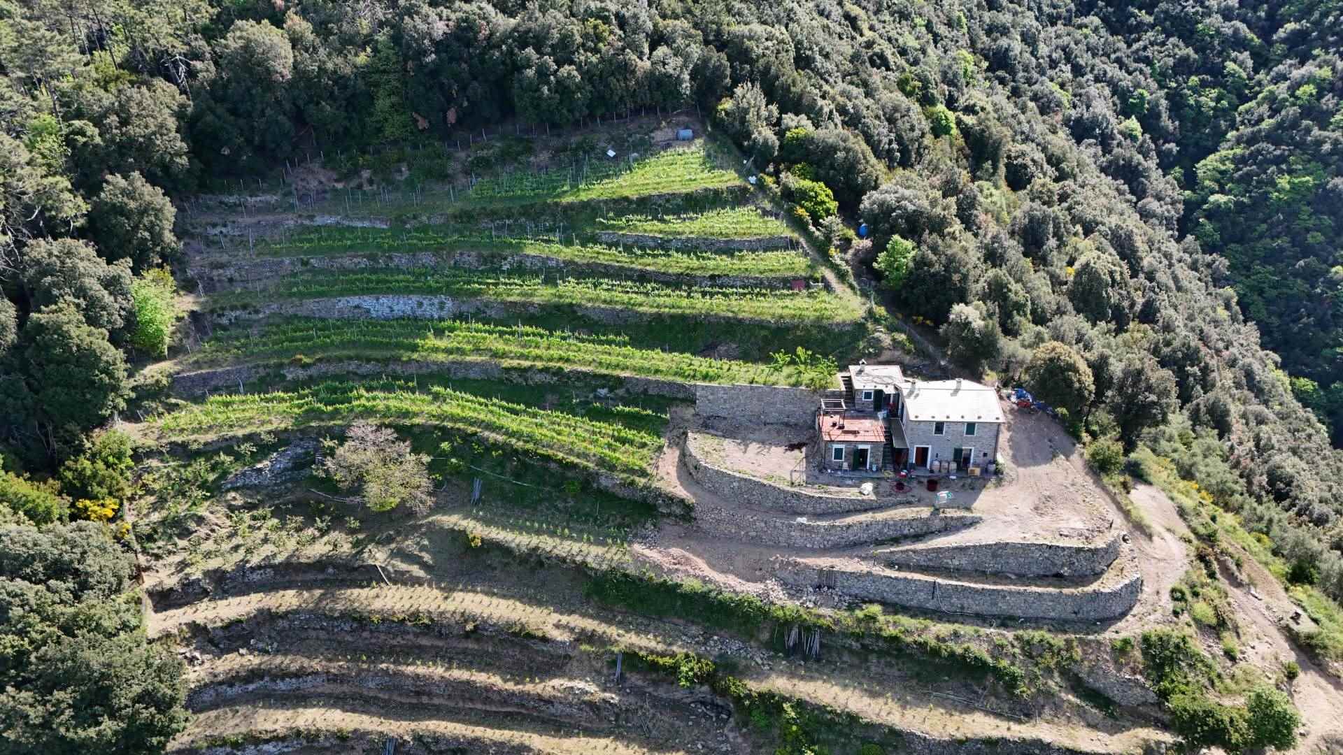 Rustico casale a Monterosso al mare con 8 locali di 22311 m2 - Foto