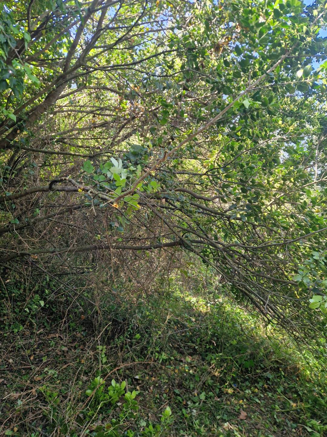 Rustico casale a Riomaggiore con 2 locali di 10 m2 - Foto