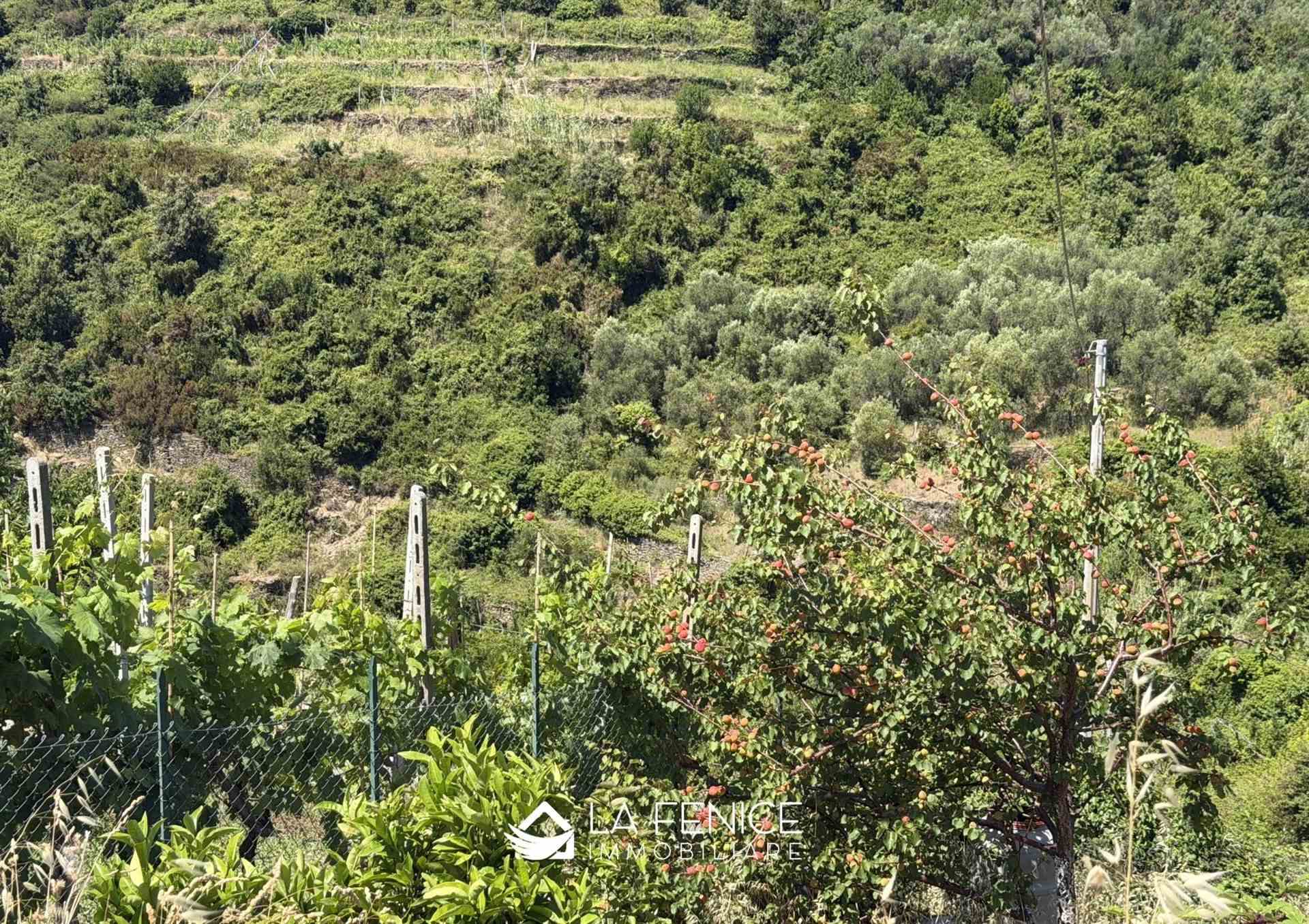 Appartamento a Vernazza con 4 locali di 58 m2 - Foto Appartamento a Vernazza con 4 locali di 58 m2 - Foto